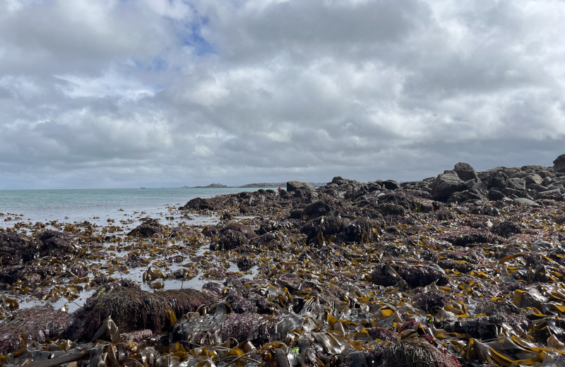 Vue de la baie de Morlaix depuis l'ile Callot à marée basse avec des algues pour la pêche à pied avec Thibaut Le Sceller