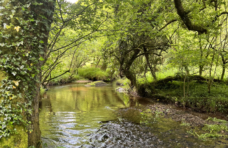Queffleuth, rivière sauvage avec des truites pour la pêche à la mouche en Bretagne