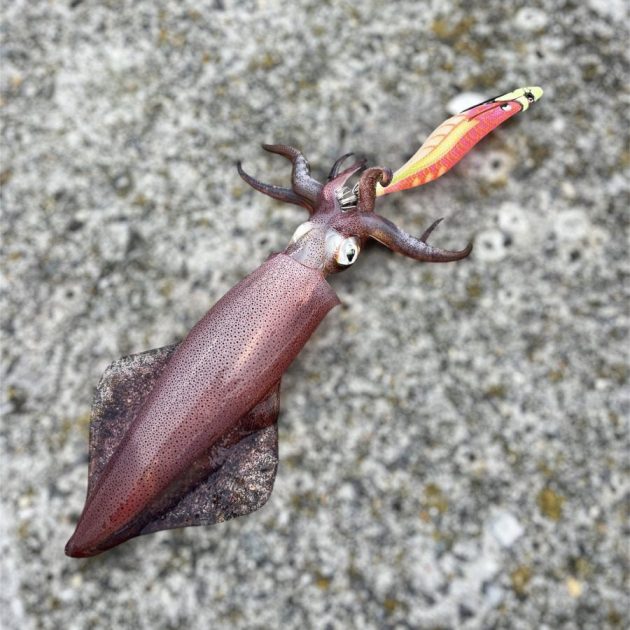 peche en mar des calamars et des seiches turlutte